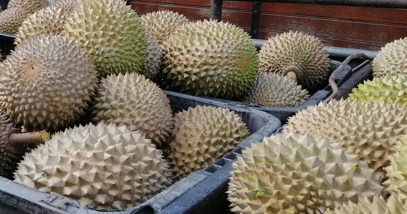 末沙布:助力扩大出口 榴梿应纳入黄梨工业局管理